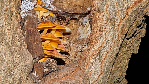 Närbild Stora Vita Svampar Som Växer Stammen Ett Träd Svampar — Stockfoto