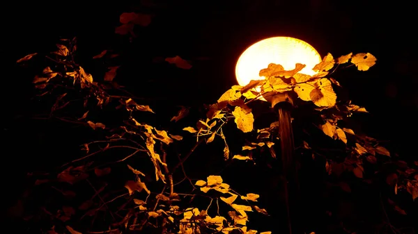 Lamp Park Trees Night — Stock Photo, Image