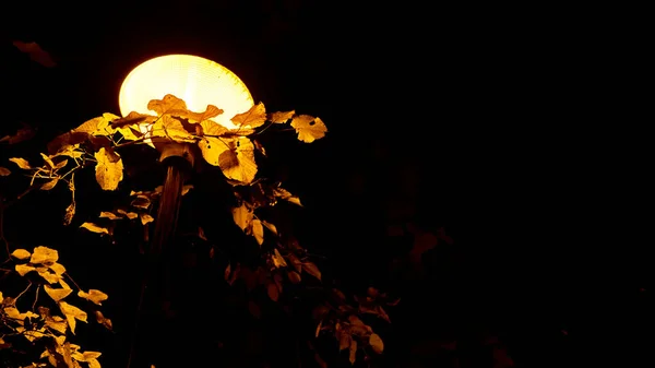 Lamp Park Trees Night — Stock Photo, Image