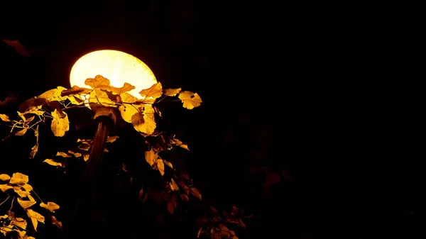 Lamp Park Trees Night — Stock Photo, Image