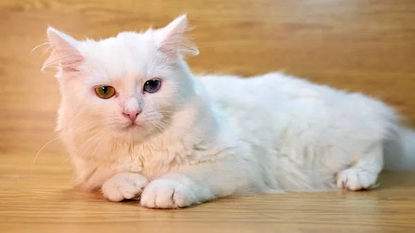 Witte Kat Ligt Tegen Achtergrond Van Houten Planken — Stockfoto