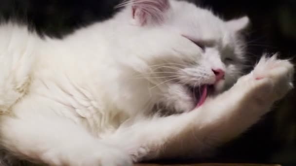 Witte Kat Likt Schoonmaakt Kat Schoonmaken Van Zijn Poten Vacht — Stockvideo