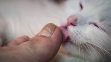Kedi yavaş çekimde el yalıyor. renk