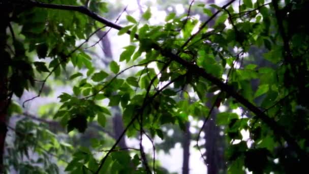 Een Regenachtige Dag Stad Lichte Natuur Slow Motion Kleur — Stockvideo