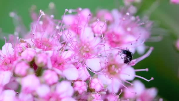 Ένα σκαθάρι σε ένα ροζ λουλούδι. μακροσκοπικό βίντεο. επιλεκτική εστίαση. χρώμα — Αρχείο Βίντεο