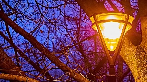 Lamp Het Park Bomen Nachts — Stockfoto