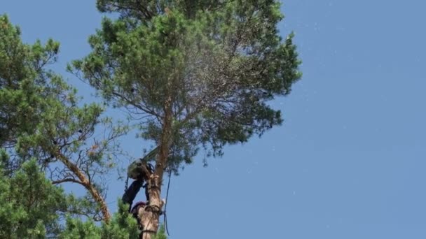 Росія вересень 2020. Промисловий альпініст усуває дерево. На синьому тлі неба. Колір — стокове відео