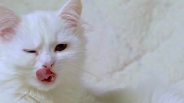 Beyaz kediyi yakın plan. Beyaz kedi, beyaz kedinin uzaklara bakıp bir şeyler düşündüğünü sanıyor.