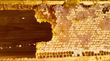 Altın nektarla doldurulmuş altıgen bal peteği içinde bal arısı. Bal peteği yaz kompozisyonu, doğal bal damlalarından oluşur, balmumu çerçeveye damlar..
