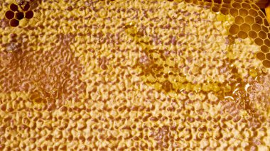 Altın nektarla doldurulmuş altıgen bal peteği içinde bal arısı. Bal peteği yaz kompozisyonu, doğal bal damlalarından oluşur, balmumu çerçeveye damlar..