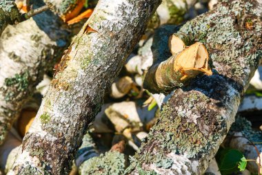 Kereste fabrikasındaki ağaçlar satılık poşetlerde duruyor. Yakacak odun yığını. Kış için yakacak odun hazırlıyorum. Bir odun yığını. Kesilmiş odun. Odun. Kışa hazır odun yığını.
