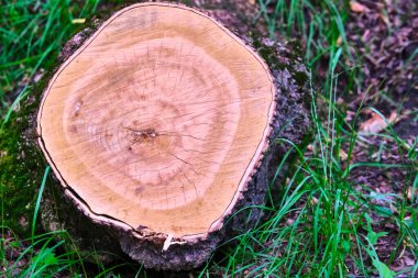 Odun çekirdeğinin yakın görüntüsü. Olgun ağaç kesiminde çatlaklar ve yüzüklerin yaşını gösterdiğini gördüm. Çatlak ve pürüzlü yüzeyi olan doğal organik doku..