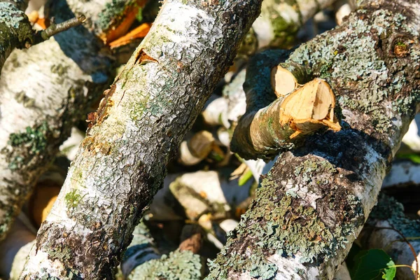 Bäume Sägewerk Werden Säcken Zum Verkauf Gestapelt Brennholzstapel Die Vorbereitung — Stockfoto