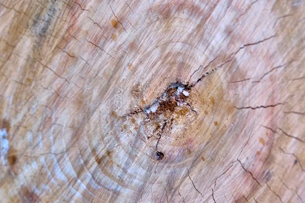 나무중 심부를 가까이 나이테가 부분은 나이를 나타냅니다 거칠거칠 표면을 — 스톡 사진