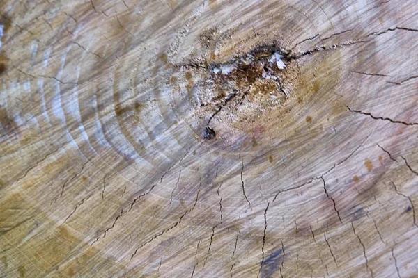 Close View Wood Core Sawn Mature Tree Section Cracks Rings — Stock Photo, Image