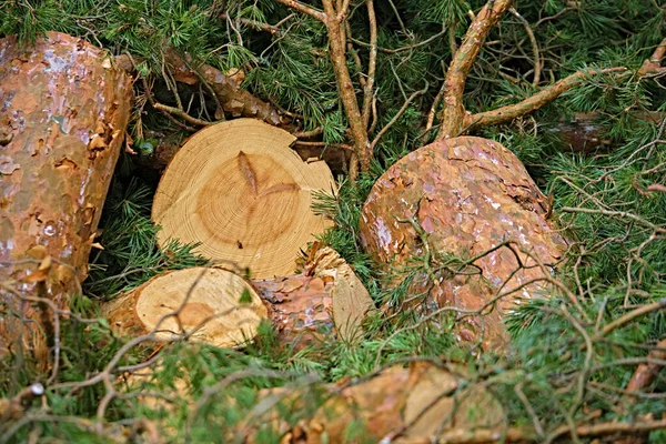 Freshly Cut Coniferous Tree Beautiful Composition Made Natural Materials — Stock Photo, Image