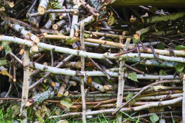 Sobayı yakmak için kuru odun odunu..