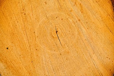 Odun çekirdeğinin yakın görüntüsü. Olgun ağaç kesiminde çatlaklar ve yüzüklerin yaşını gösterdiğini gördüm. Çatlak ve pürüzlü yüzeyi olan doğal organik doku..
