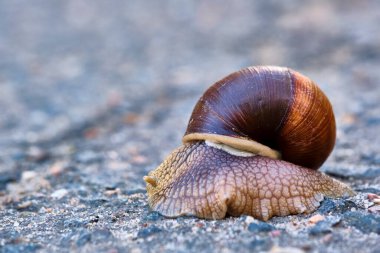 Kahverengi kabuklu bir salyangoz asfaltta sürünür.
