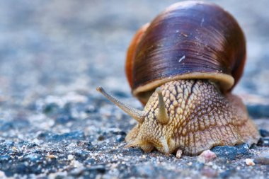 Kahverengi kabuklu bir salyangoz asfaltta sürünür.
