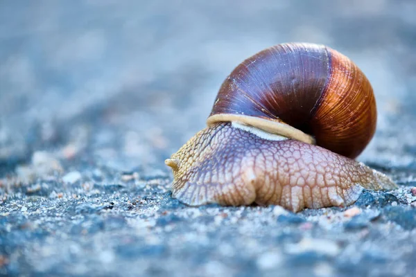 Caracol Com Uma Concha Marrom Rasteja Asfalto — Fotografia de Stock