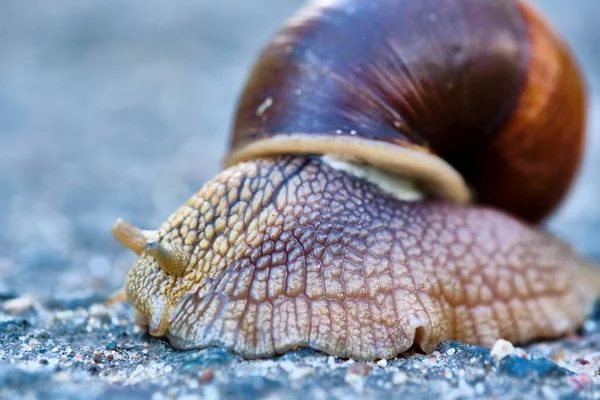 Caracol Com Uma Concha Marrom Rasteja Asfalto — Fotografia de Stock