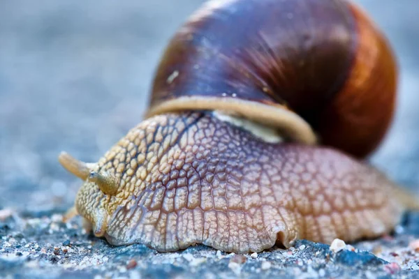 Slak Met Een Bruine Schelp Kruipt Het Asfalt — Stockfoto