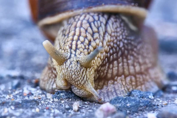 Escargot Avec Une Coquille Brune Rampant Sur Asphalte — Photo