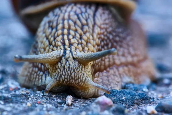 Escargot Avec Une Coquille Brune Rampant Sur Asphalte — Photo
