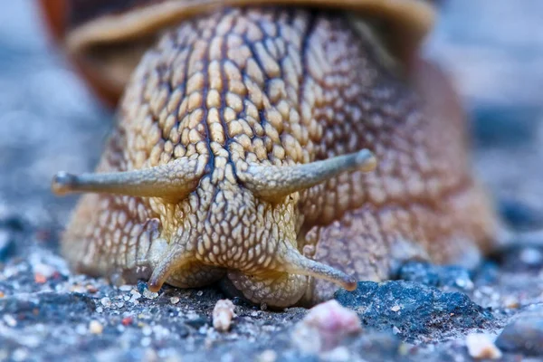 Escargot Avec Une Coquille Brune Rampant Sur Asphalte — Photo