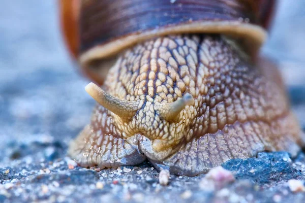 Escargot Avec Une Coquille Brune Rampant Sur Asphalte — Photo