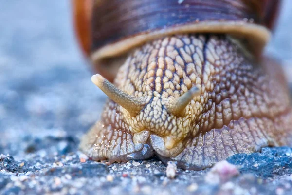 Escargot Avec Une Coquille Brune Rampant Sur Asphalte — Photo