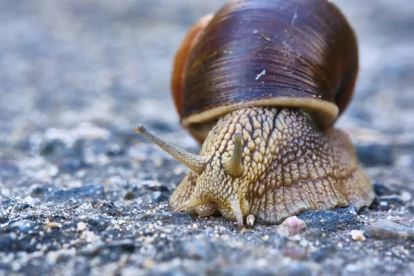 Escargot Avec Une Coquille Brune Rampant Sur Asphalte — Photo