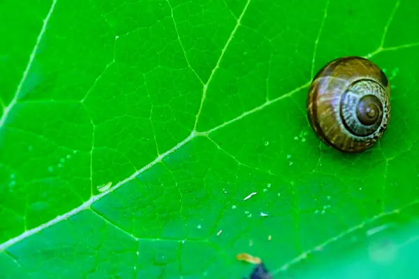 Gartenschnecke Gestreift Morph Liegt Auf Einem Grünen Blatt Auf Einem — Stockfoto