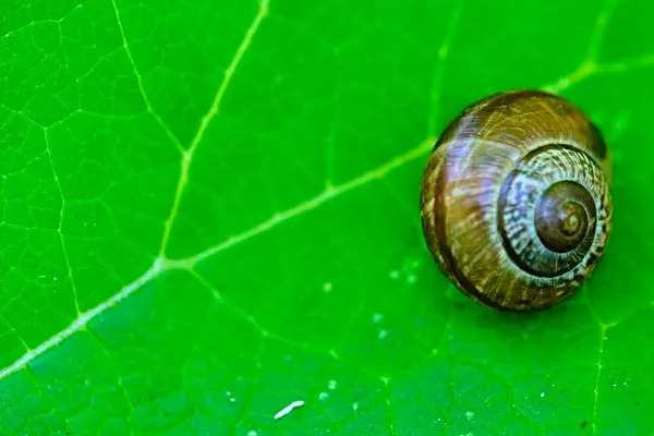 Gartenschnecke Gestreift Morph Liegt Auf Einem Grünen Blatt Auf Einem — Stockfoto