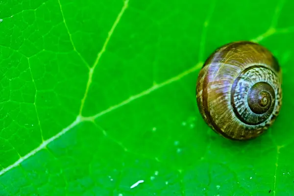 Gartenschnecke Gestreift Morph Liegt Auf Einem Grünen Blatt Auf Einem — Stockfoto