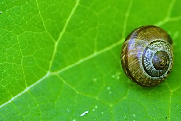 Escargot Jardin Rayé Morphe Trouve Sur Une Feuille Verte Sur — Photo