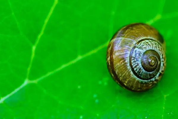 Lumaca Giardino Strisce Morph Giace Una Foglia Verde Uno Sfondo — Foto Stock