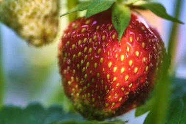 Çileklerin yakın plan görüntüsü. Böğürtlen ve yeşil. Güzel doğa arkaplanı.