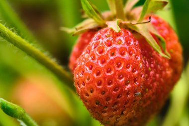 Çileklerin yakın plan görüntüsü. Böğürtlen ve yeşil. Güzel doğa arkaplanı.