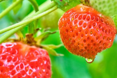 Çileklerin yakın plan görüntüsü. Böğürtlen ve yeşil. Güzel doğa arkaplanı.