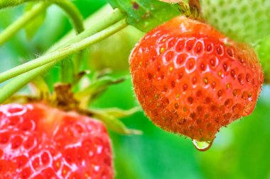 Çileklerin yakın plan görüntüsü. Böğürtlen ve yeşil. Güzel doğa arkaplanı.