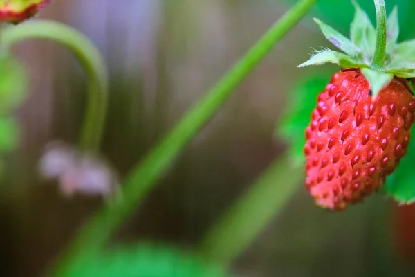 O morango nas mãos do agricultor idoso.Quem está plantando e cuidando processo de produção de Morango Orgânico Fresco, limpo e higiênico. cor — Fotografia de Stock