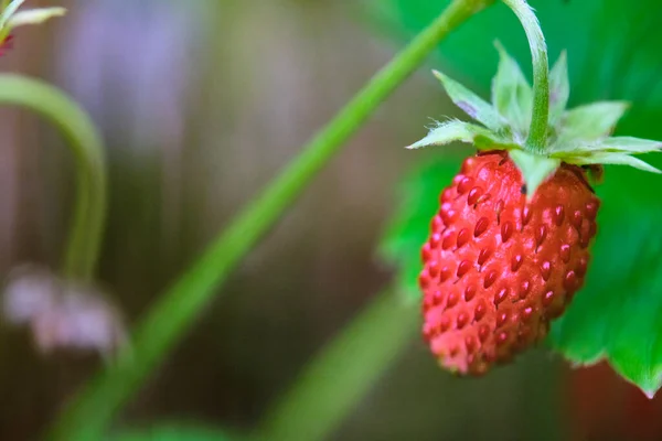 高齢者の農家の手の中のイチゴ。誰が植え付けとケアのプロセスは有機イチゴ新鮮な、清潔で衛生的です。色 — ストック写真