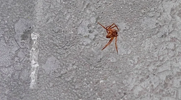 거미의 냉동고 얼음의 스러운 — 스톡 사진