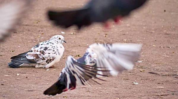 Vit Gata Duva Ligger Asfalten — Stockfoto