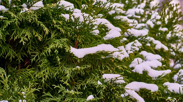 Schnee Liegt Auf Den Zweigen Des Thuja Baumes — Stockfoto