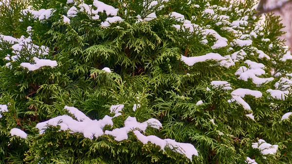 Schnee Liegt Auf Den Zweigen Des Thuja Baumes — Stockfoto