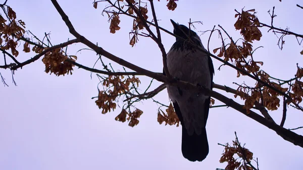 クロウは木の枝に座っている 下からの眺め — ストック写真