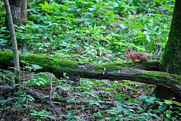 Esquilo Vermelho Árvore Floresta Cor Natural — Fotografia de Stock